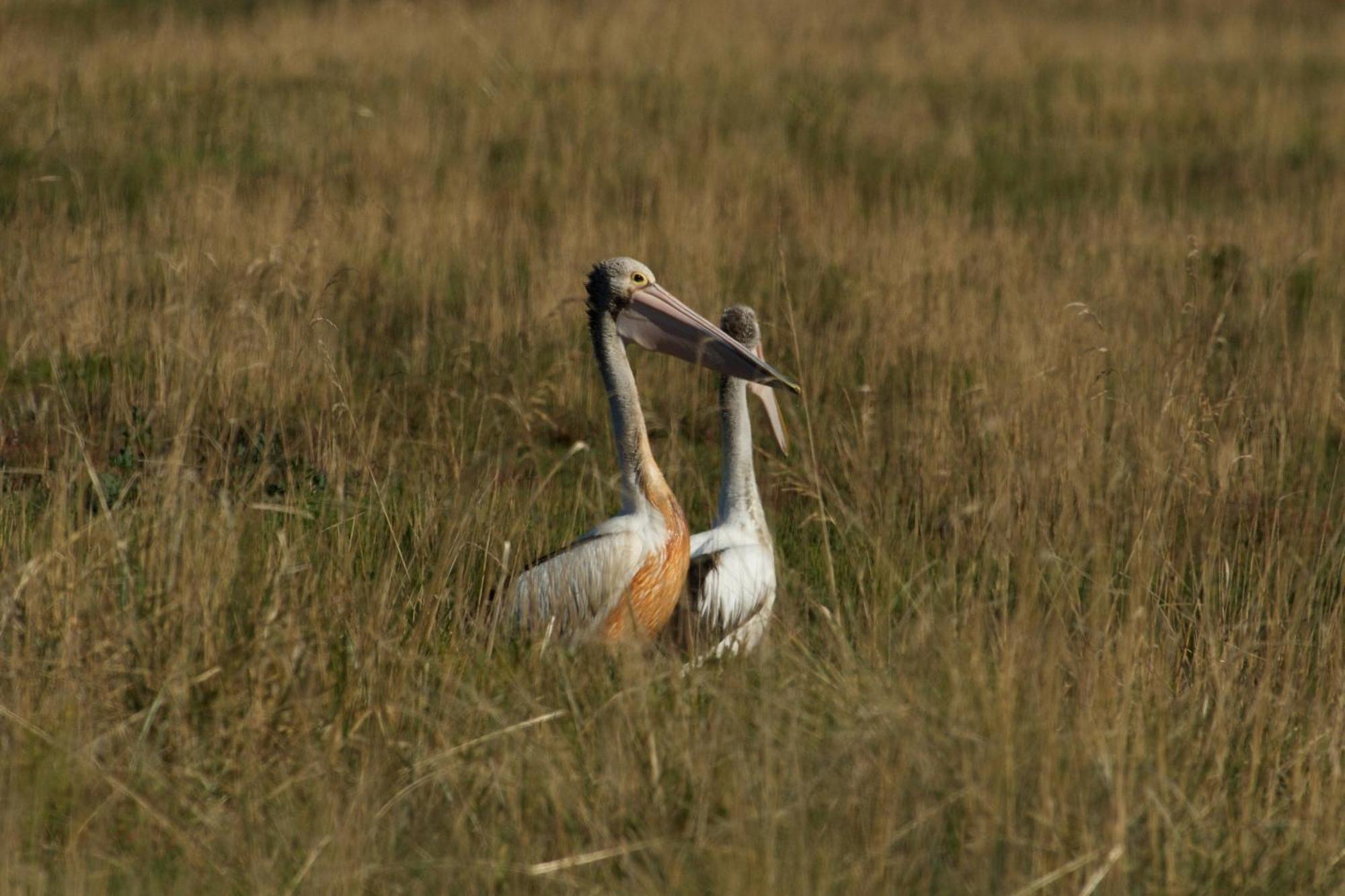 Pelican Point Sanctuary St Helens Exteriör bild