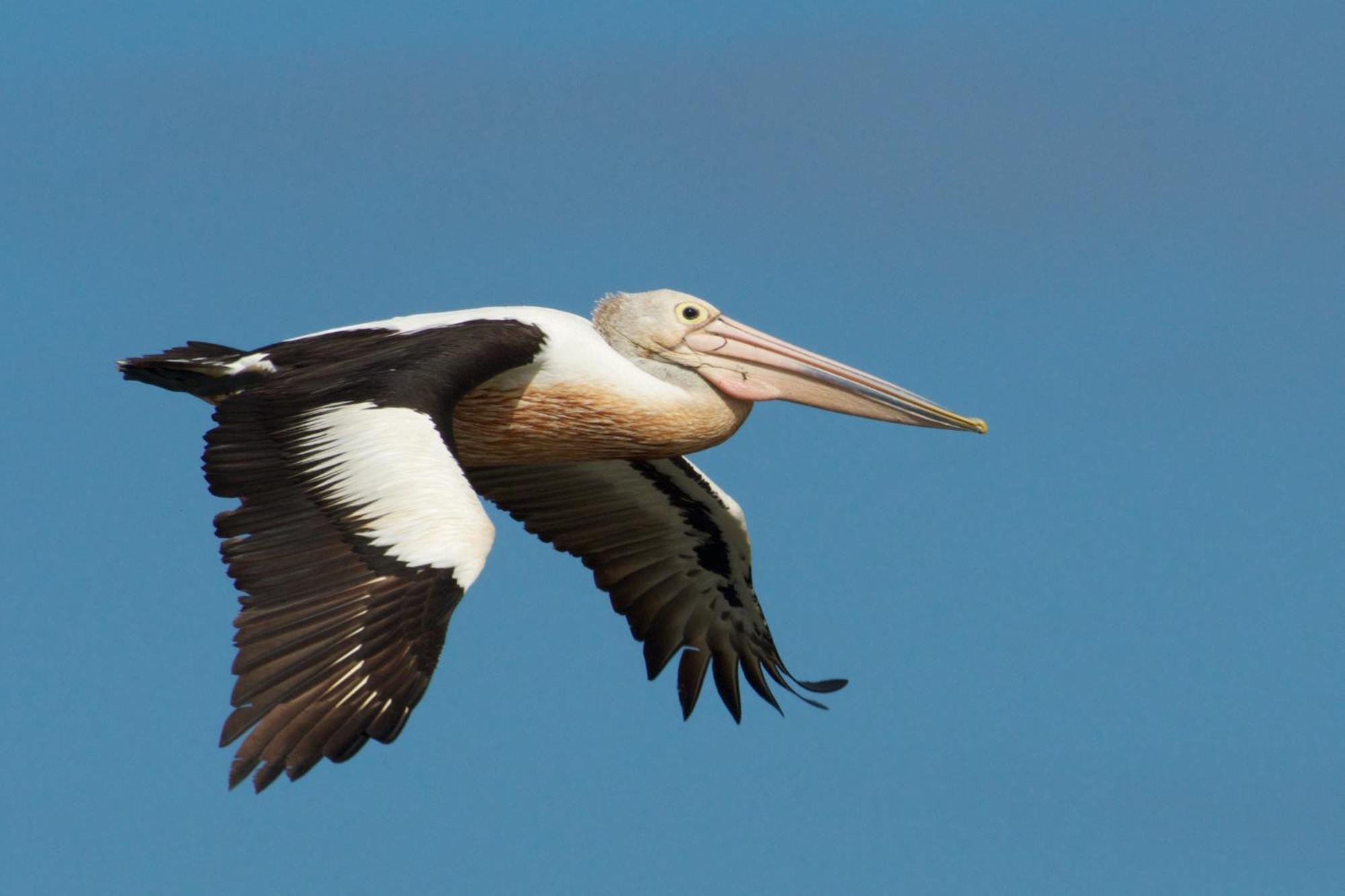 Pelican Point Sanctuary St Helens Exteriör bild