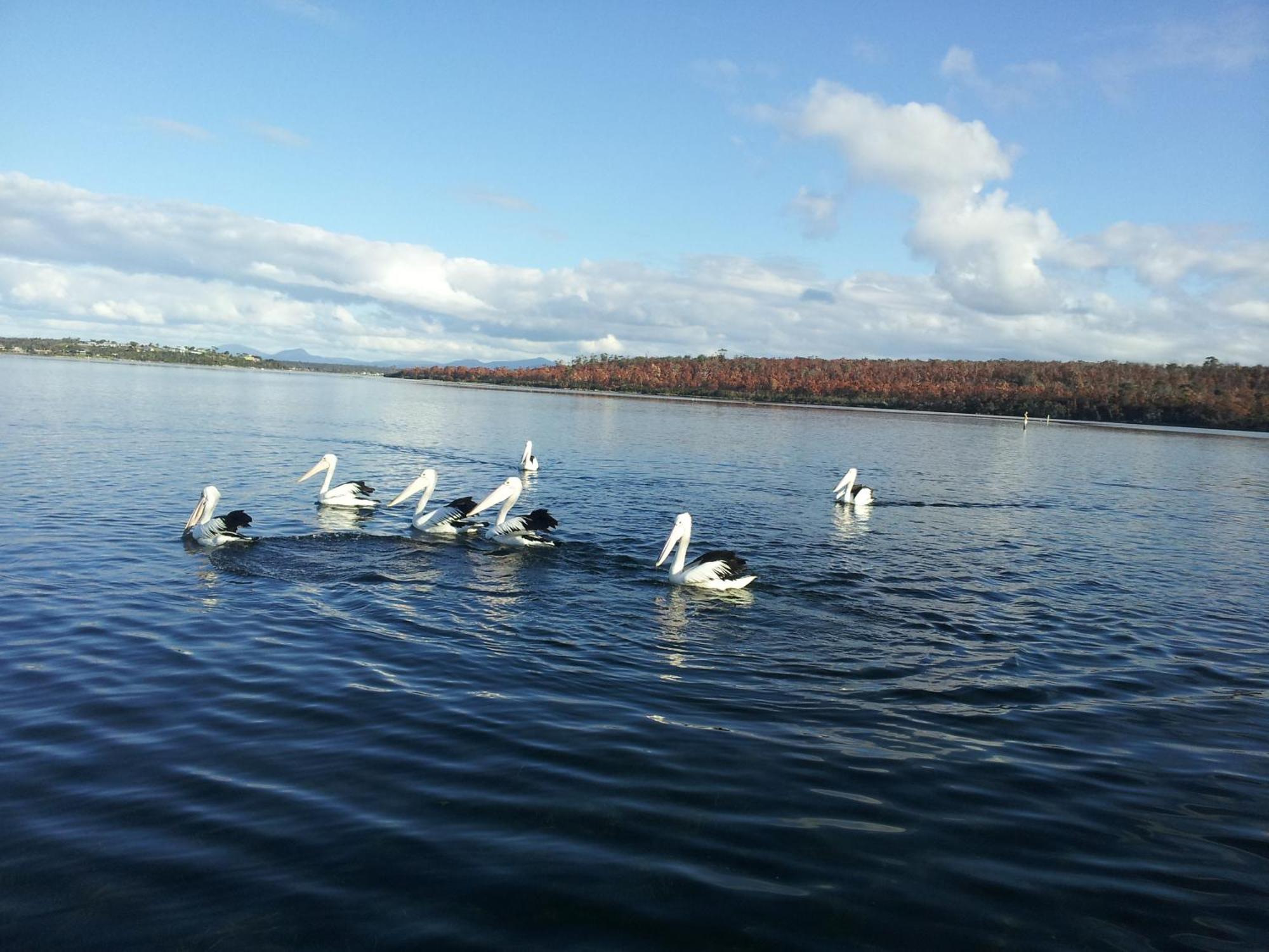 Pelican Point Sanctuary St Helens Exteriör bild